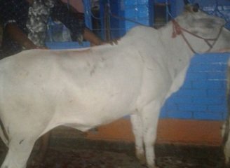 Islam Freedom Qurbani