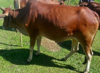 Islam Freedom Qurbani