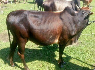 Islam Freedom Qurbani 2017
