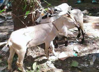 Islam Freedom Qurbani