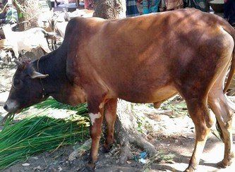 Islam Freedom Qurbani