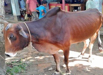 Islam Freedom Qurbani 2017