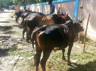 Islam Freedom Qurbani