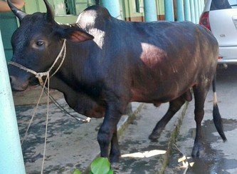 Islam Freedom Qurbani 2017