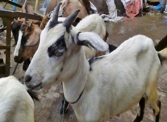 Islam Freedom Qurbani