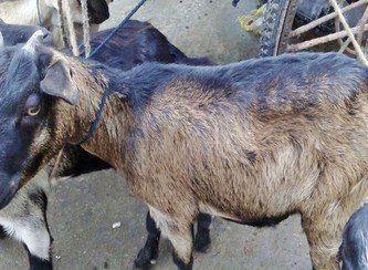 Islam Freedom Qurbani 2017