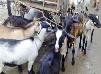 Islam Freedom Qurbani 2017