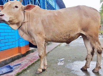 Islam Freedom Qurbani