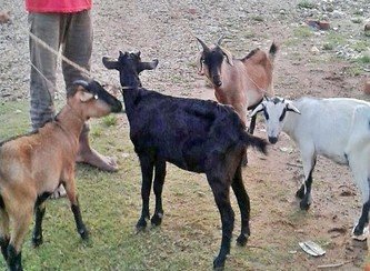 Islam Freedom Qurbani 2017