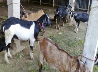Islam Freedom Qurbani 2017