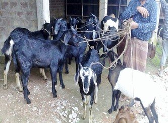 Islam Freedom Qurbani 2017