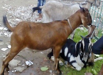 Islam Freedom Qurbani