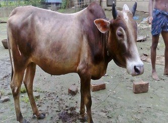 Islam Freedom Qurbani 2017
