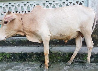 Islam Freedom Qurbani
