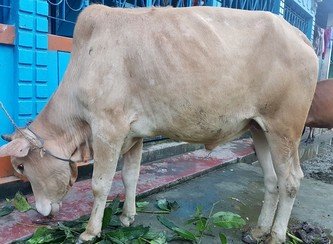 Islam Freedom Qurbani