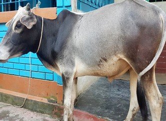 Islam Freedom Qurbani 2017