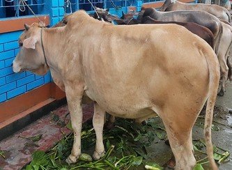 Islam Freedom Qurbani 2017