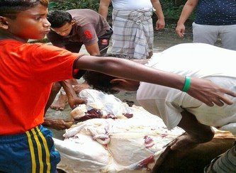 Islam Freedom Qurbani