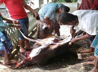 Islam Freedom Qurbani