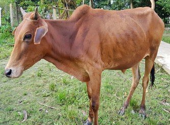 Islam Freedom Qurbani