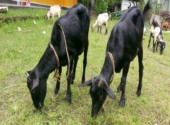 Islam Freedom Qurbani 2017