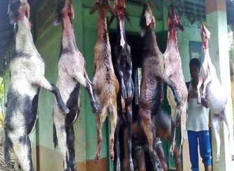 Islam Freedom Qurbani