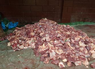 Islam Freedom Qurbani