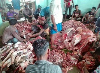 Islam Freedom Qurbani