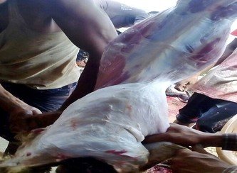 Islam Freedom Qurbani 2017