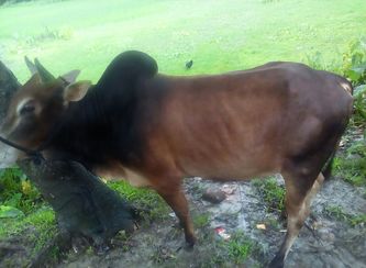 Islam Freedom Qurbani