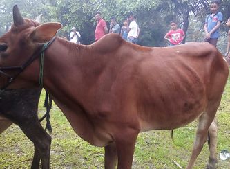 Islam Freedom Qurbani 2017