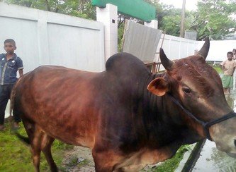 Islam Freedom Qurbani