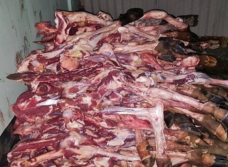Islam Freedom Qurbani